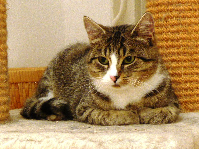 Johanna